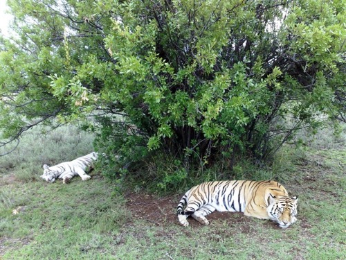 Tiger Canyon — zdjęcie 7 z 13