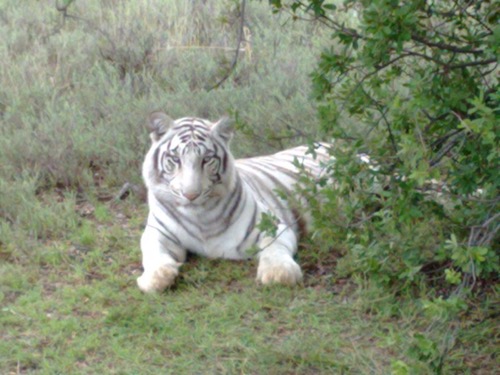 Tiger Canyon — zdjęcie 9 z 13