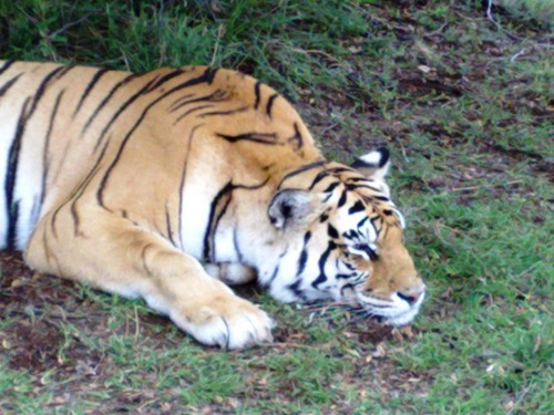 Tiger Canyon — zdjęcie 10 z 13