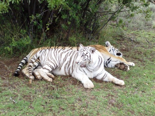 Tiger Canyon — zdjęcie 12 z 13