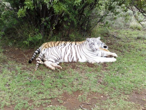 Tiger Canyon — zdjęcie 13 z 13